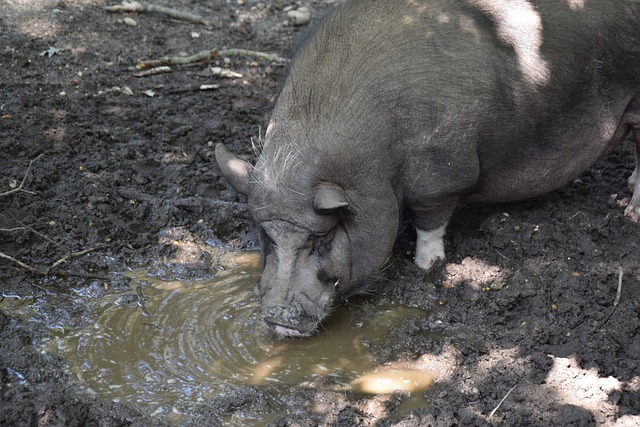 向上的精神 向上的精神